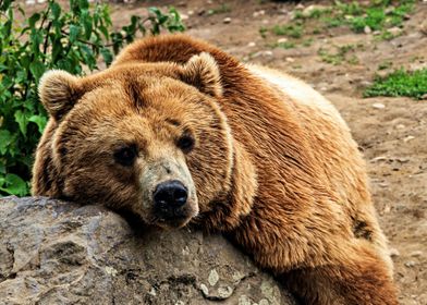 Gorgeous Brown Bear