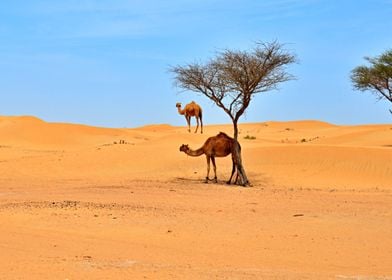 Camels Hanging Out