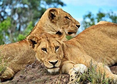 Two Lionesses