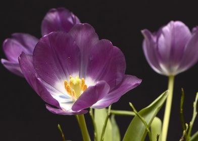 Purple Tulips