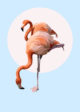 Flamingos