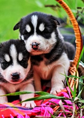 Two Cute Huskies