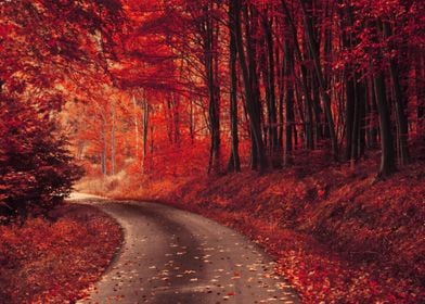 Road in red fall forest
