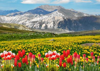 Meadow by Mountains Tulips