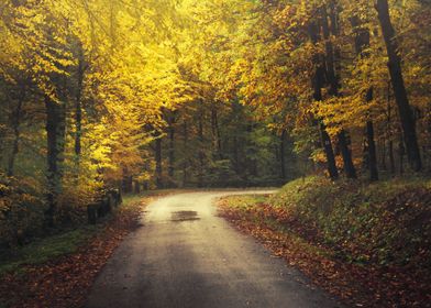 Autumn road III
