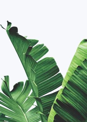 Floral banana leaves