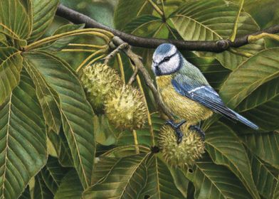 Blue tit