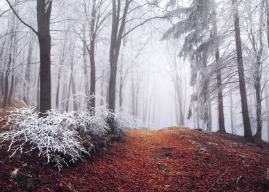 Foggy winter forest I