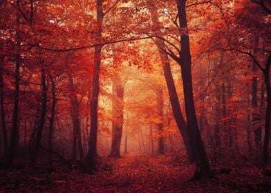 Red Forest XI