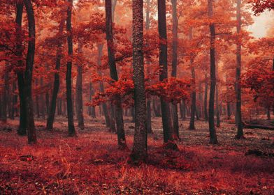 Red Forest XIII