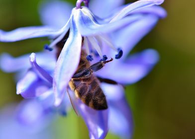 Bee Flower