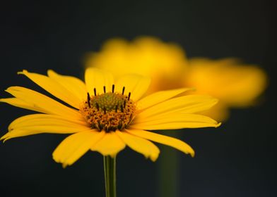 Yellow Flowers