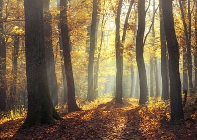 Fall forest shadows
