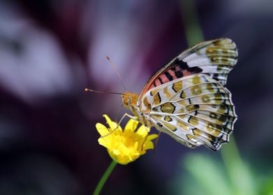 Butterfly Flower