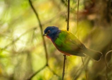 Nonpareil  Painted Bunting