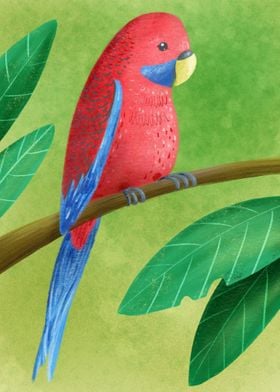 Crimson rossella parrot