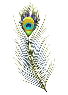 Peacock Bird feather