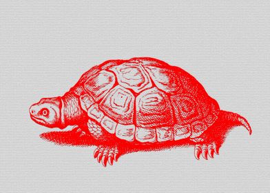 Tortoise classic art