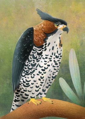 Ornate Hawk Eagle