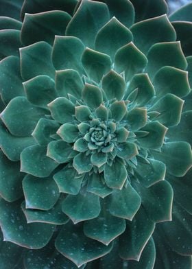 Green Succulent Flower