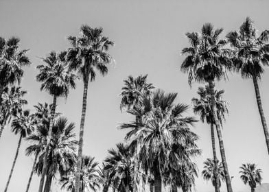 Sabal Palmetto Palm Trees