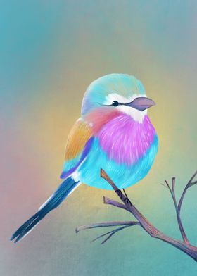 Lilac breasted roller