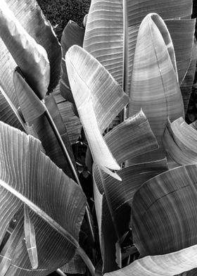 Palm Leaves