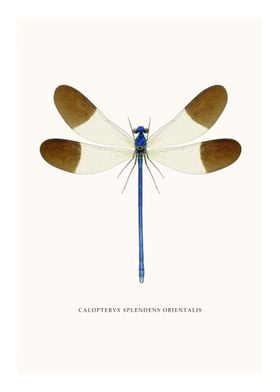 Calopteryx Splendens