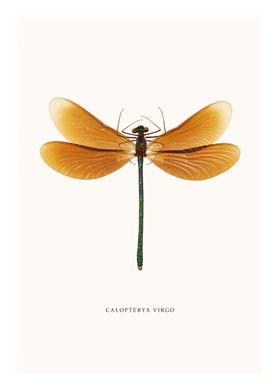 Calopteryx Virgo