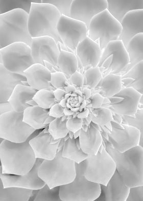 White Succulent Flower