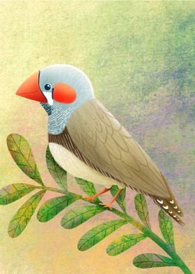 Zebra Finch