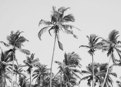 Palm Tree Leaves