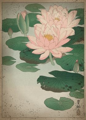 Antique Water Lillies