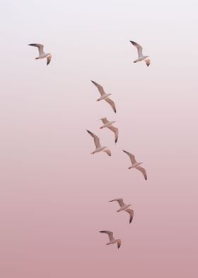 Birds in the Sky