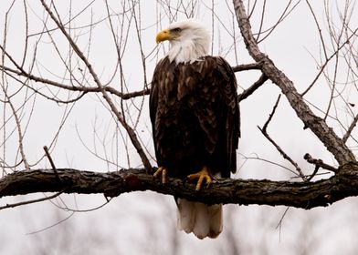 Bald eagle closeup