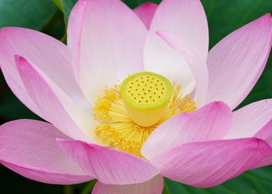 Pink Lotus