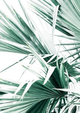 Palm Leaves