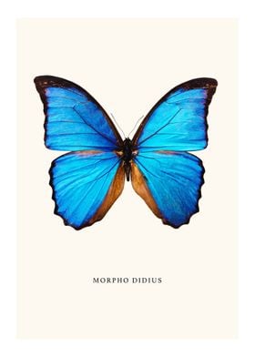 Morpho Didius