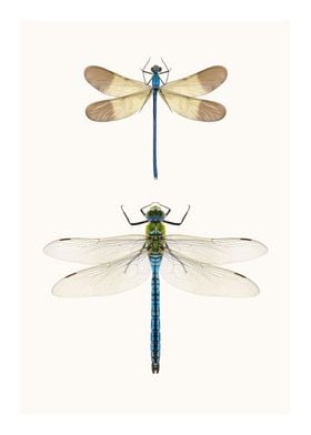 Two Rare Dragonflies