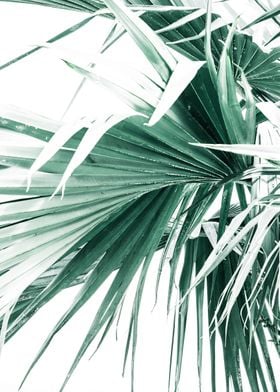 Palm Leaves  II