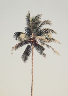 Palm tree by the beach