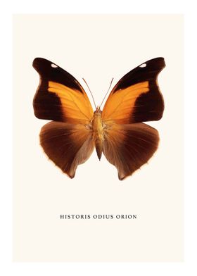 Historis Odius Orion