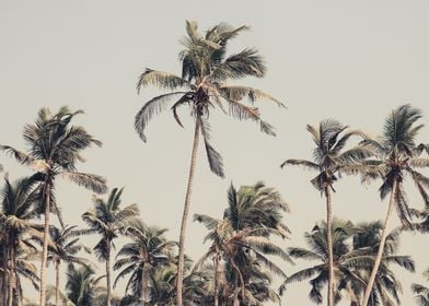 Palm Trees on the beach