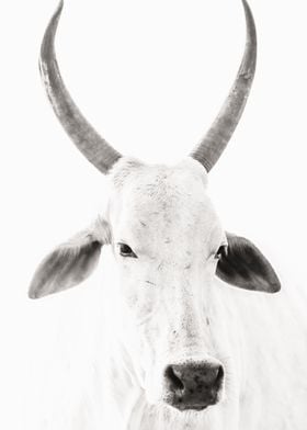 White Cow