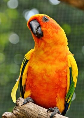 Cute Parrot