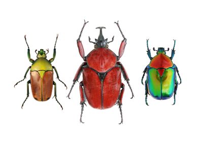 Three Beetles