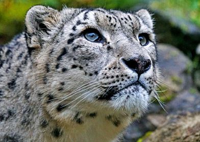 Gorgeous Snow Leopard