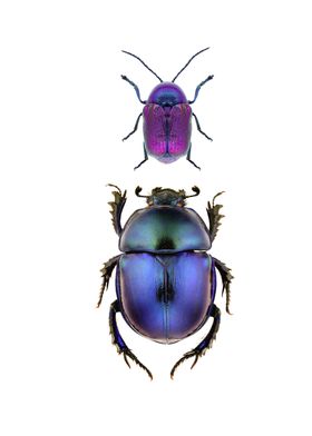 Two Beetles