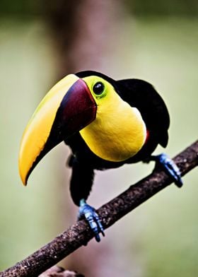 Beautiful Toucan