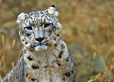 Beautiful Snow Leopard